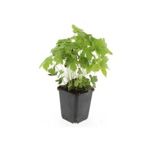 Knotiger Storchschnabel (Geranium nodosum) im 9cm Topf, ein grüner Bodendecker.