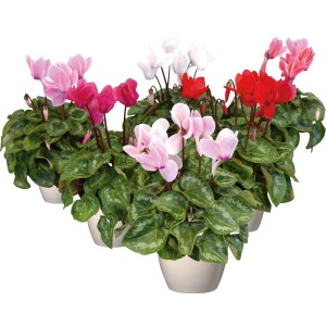 Alpenveilchen im Topf, verschiedene Farben: Rosa, Rot, Weiß. Topf-Ø ca. 10,5 cm.