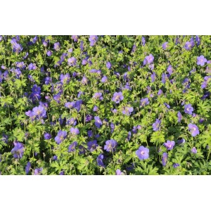 Blühender Himalaya-Storchschnabel 'Gravetye' im 9x9 cm Topf, leuchtend blaue Blüten und grünes Laub.