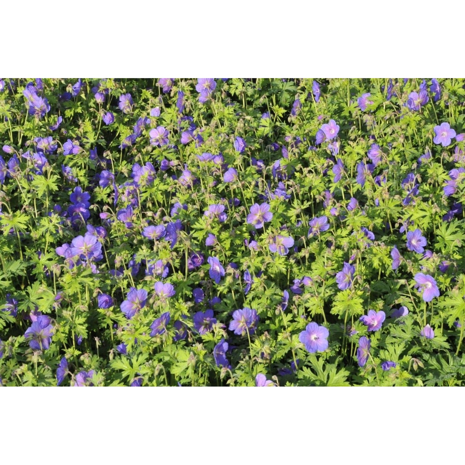 Geranium Himalayense Gravetye Himalaya Storchschnabel Ca. 9x9 cm Topf günstig online kaufen