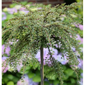 Hochstamm Zwergmispel Silver Shadow, 60-80cm, mit überhängenden Trieben und kleinen Blättern.