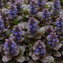 Blühende Ajuga reptans 'Braunherz' im Themenset Bienen- & Nützlingsmagnet, Topf ca. 9 cm.