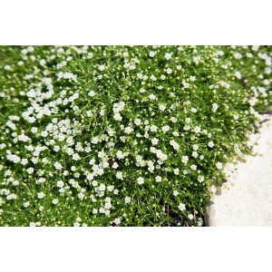 Immergrünes Sternmoos (Sagina Subulata) mit kleinen, weißen Blüten als dichter Bodendecker.