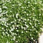 Immergrünes Sternmoos (Sagina Subulata) mit kleinen, weißen Blüten als dichter Bodendecker.