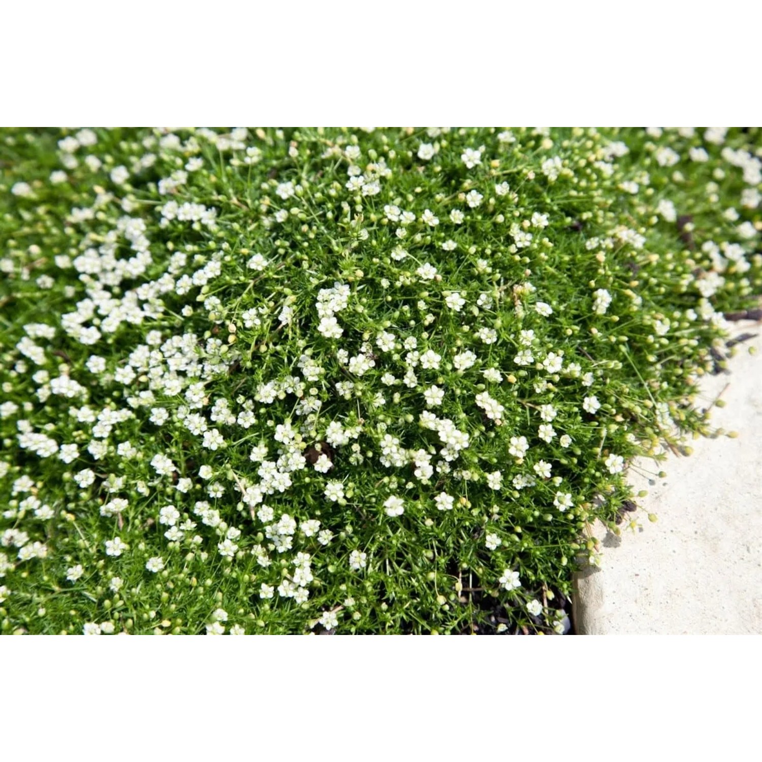 Immergrünes Sternmoos (Sagina Subulata) mit kleinen, weißen Blüten als dichter Bodendecker.