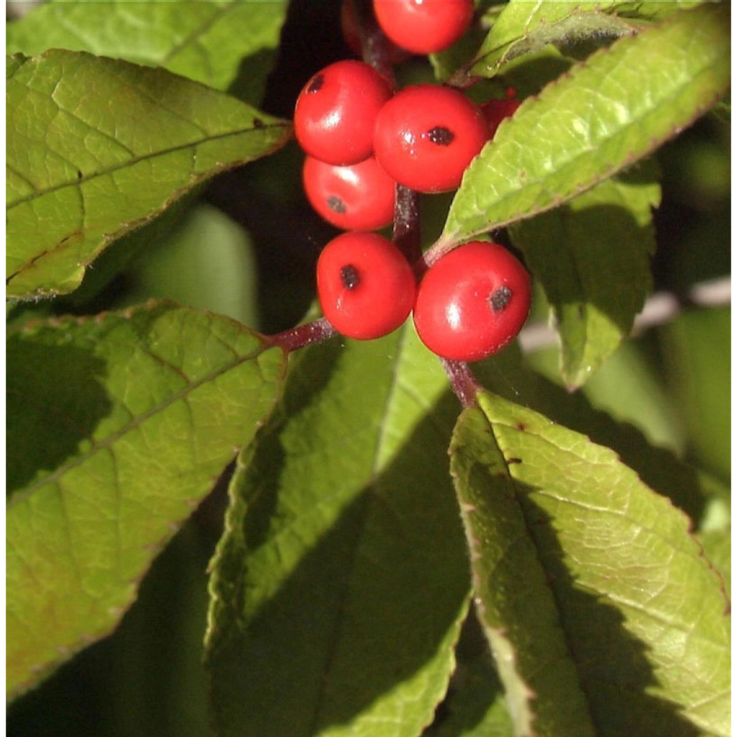 Korallenhülse Oosterwijk 40-60cm - ilex verticillata günstig online kaufen