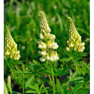 Gelbe Strauchlupine (Lupinus arboreus) im Gartenbeet. Blütenstand mit grünen Blättern.