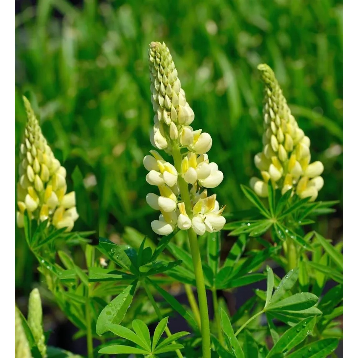 Strauchlupine - Lupinus arboreus