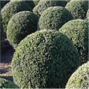 Kugelförmige, grüne Stechpalme (Ilex crenata) im Garten, Durchmesser 25-30cm.