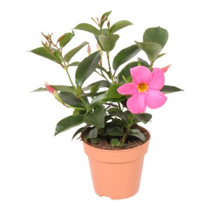 Rosa Dipladenie (Mandevilla sanderi) im Topf, eine blühende Kübelpflanze für sonnige Standorte.