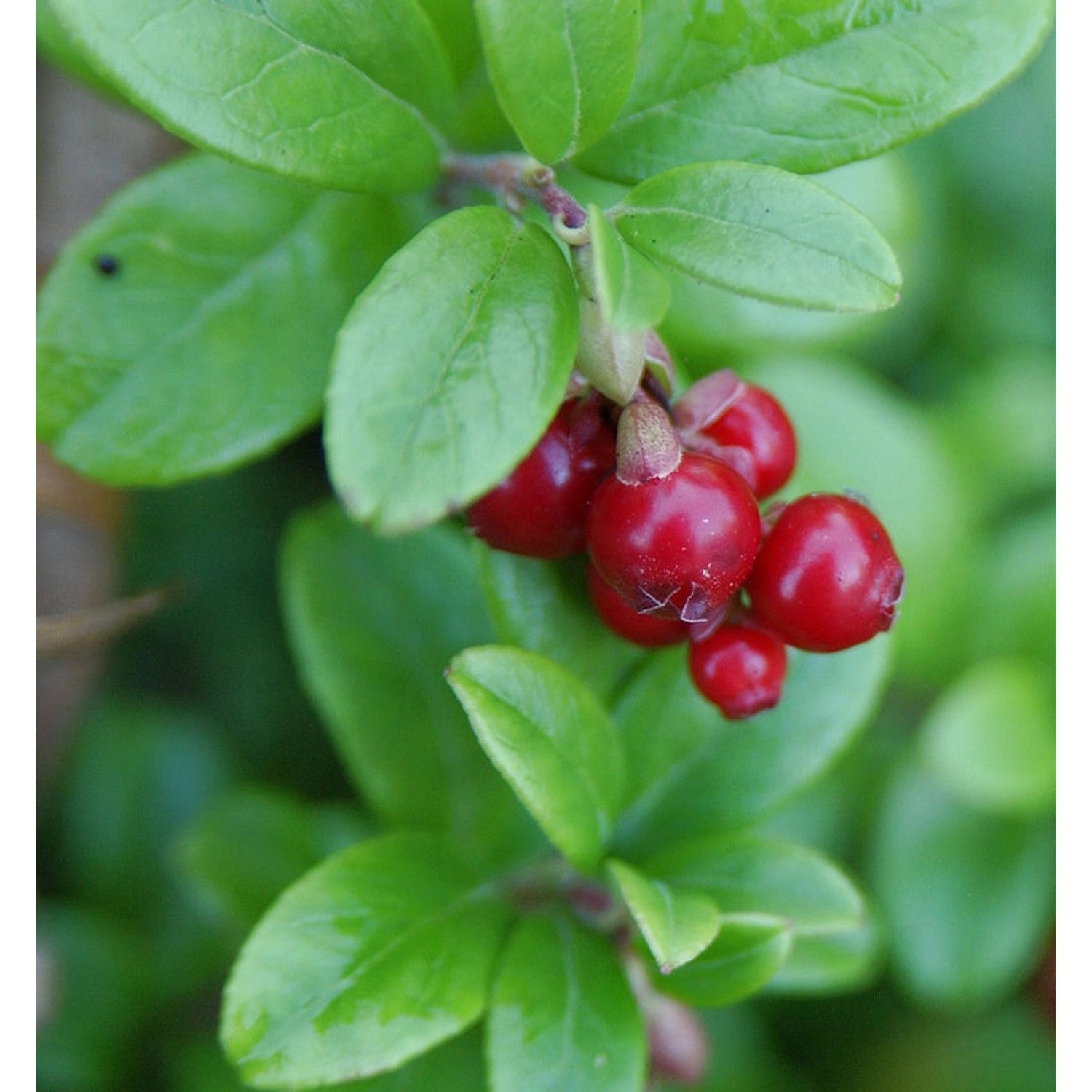 10x Preiselbeere 10-15cm - Vaccinium vitis idaea günstig online kaufen