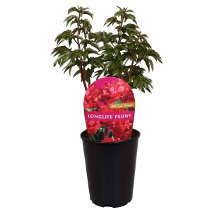 Pfingstrose Long Life Rot im Topf, ca. 19 cm Durchmesser. Dekorative Gartenpflanze.