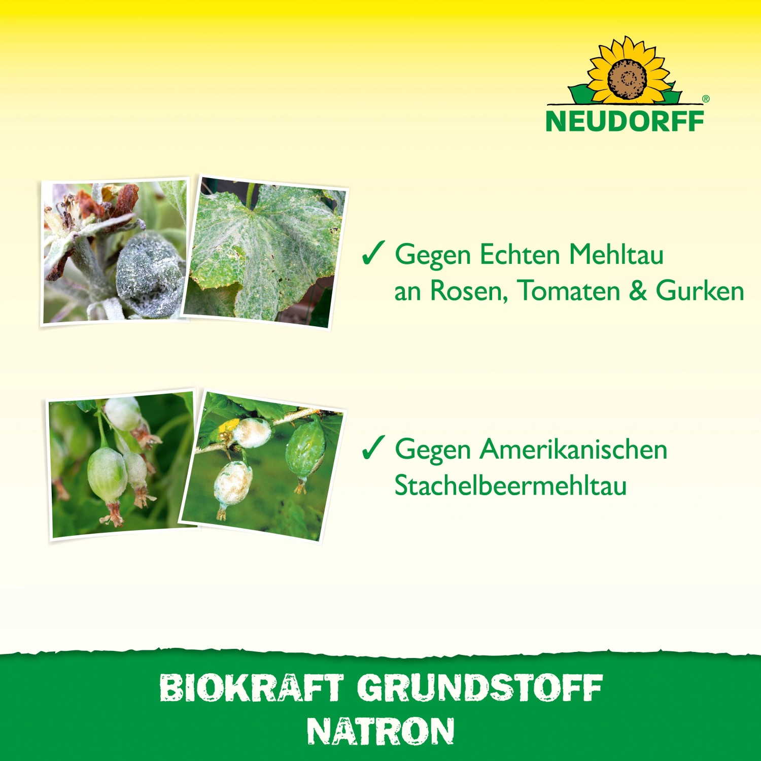 Neudorff BioKraft Natron: Pflanzen mit Mehltau an Rosen, Gurken, Tomaten & Stachelbeeren. Pflanzenstärkungsmittel.