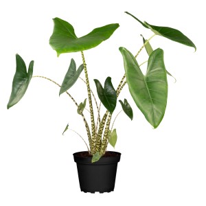 Elefantenohr-Alokasie (Alocasia zebrina) im Topf, ca. 65 cm hoch, mit markanten Blattstielen.