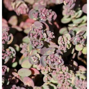 Nahaufnahme der Pflaumen Fetthenne Robustum (Sedum cauticola) mit rosa Blütenständen und graugrünem Laub.