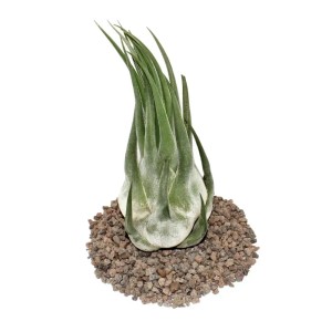Exotenherz Tillandsia Seleriana, extra große, lose Pflanze auf Lavasteinen.