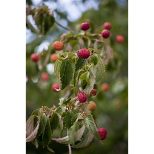 Japanischer Blumen-Hartriegel mit roten Früchten und grünen Blättern. Dekorative Zierpflanze für den Garten.