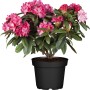 OBI Yaku-Rhododendron Percy Wiseman im 5 l Topf mit rosa Blüten.