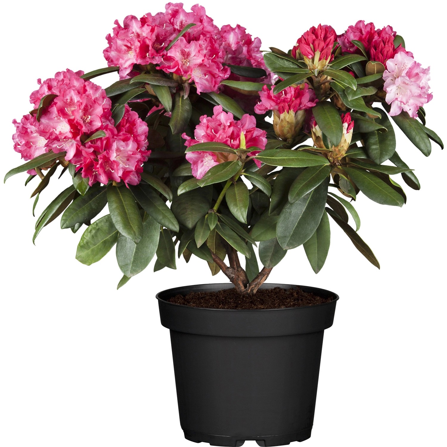 OBI Yaku-Rhododendron Percy Wiseman Höhe ca. 20 - 30 cm Topf ca. 5 l Rhododend