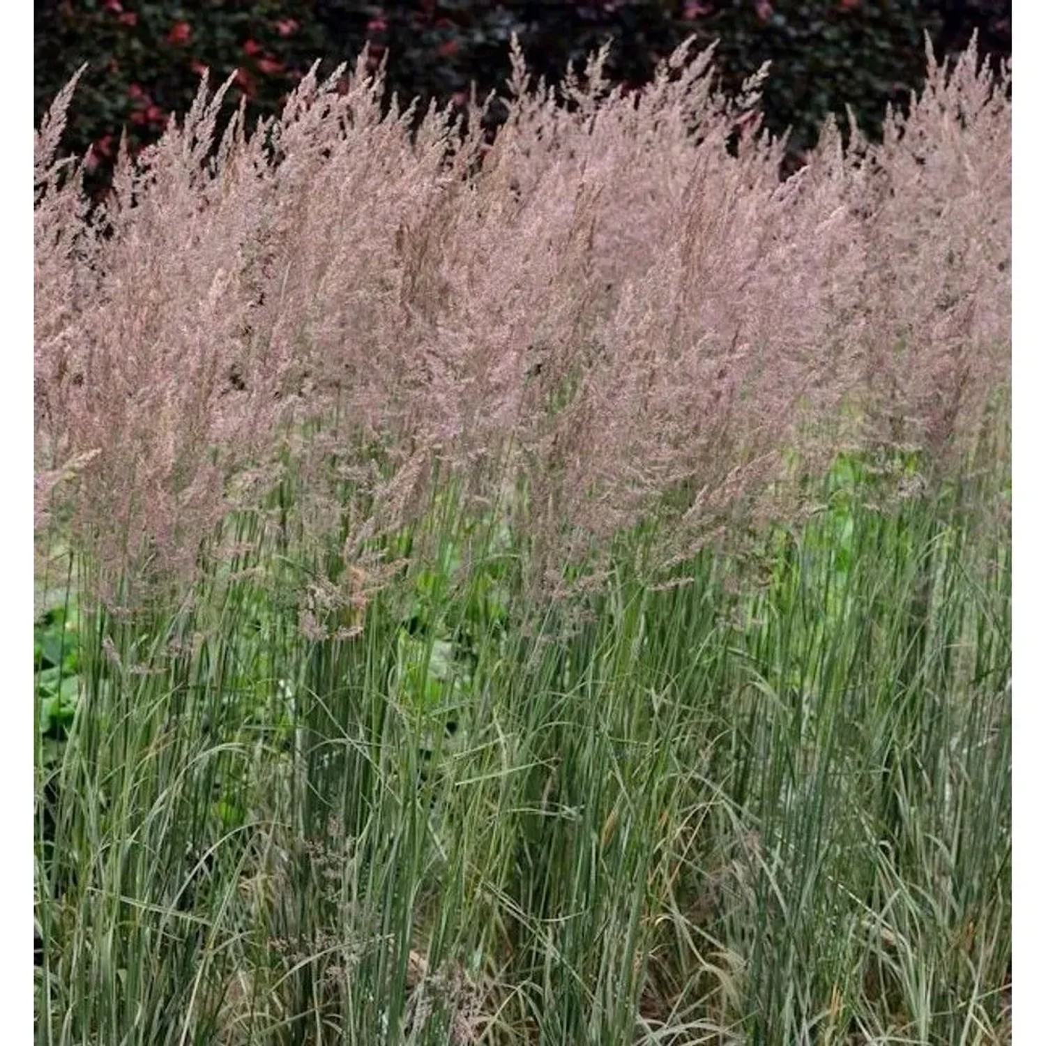 Reitgras Overdam - Calamagrostis acutiflora