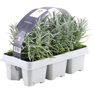 6er-Pack Lavendel White (Lavandula angustifolia) im Anzucht-Tray.