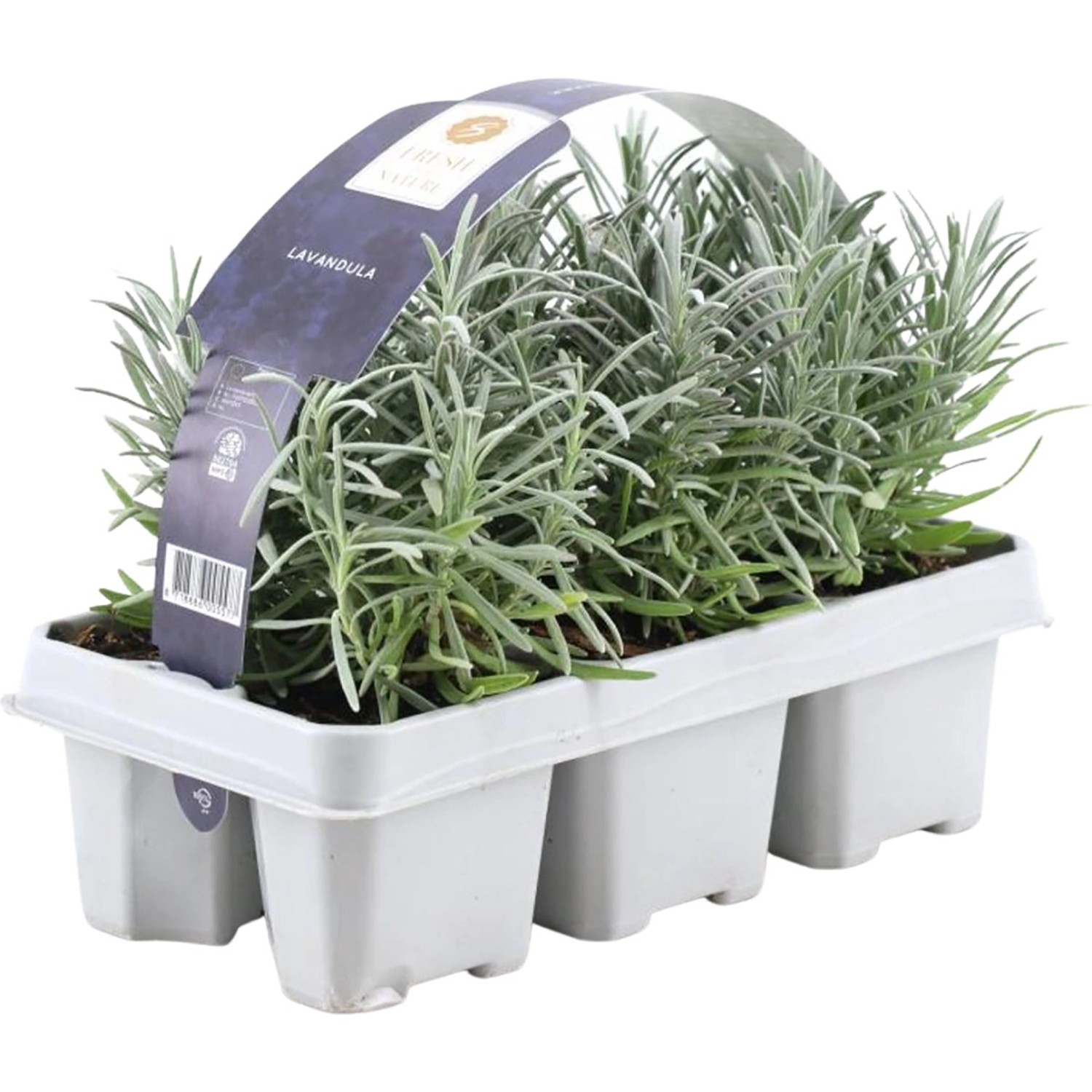 Lavendel "White" 6erPack Lavandula angustifolia kaufen bei OBI