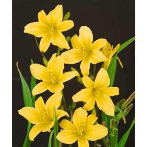 Zitronengelbe Taglilie (Hemerocallis Citrina) im Topf, eine attraktive Staude für sonnige Standorte.