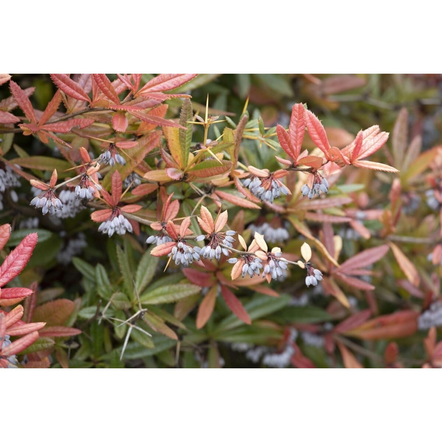 Berberis julianae 60-80 cm günstig online kaufen
