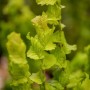 Nahaufnahme der goldgelben Blätter einer Holländischen Ulme (Ulmus Hollandica Wredei).