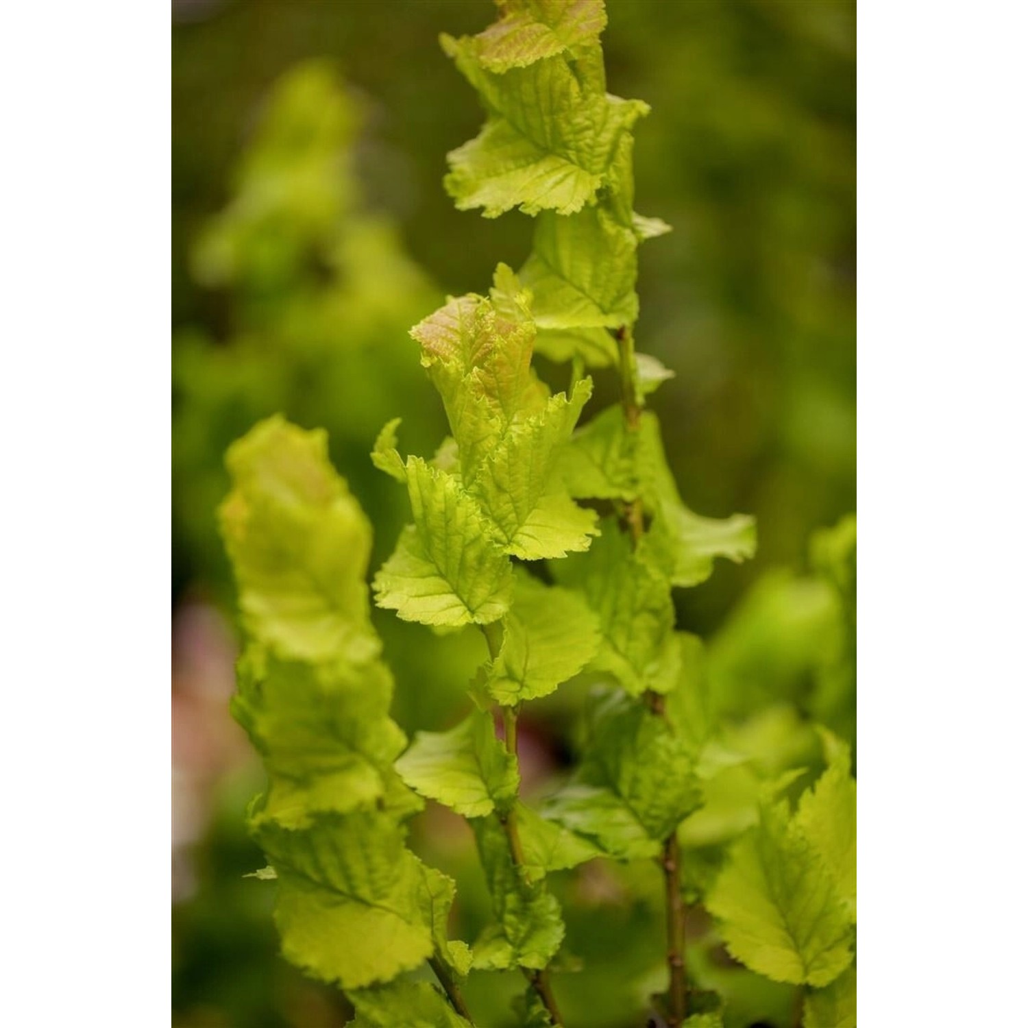 Ulmus Hollandica Wredei Holländische Ulme Goldgelb 80 cm Stammhöhe günstig online kaufen