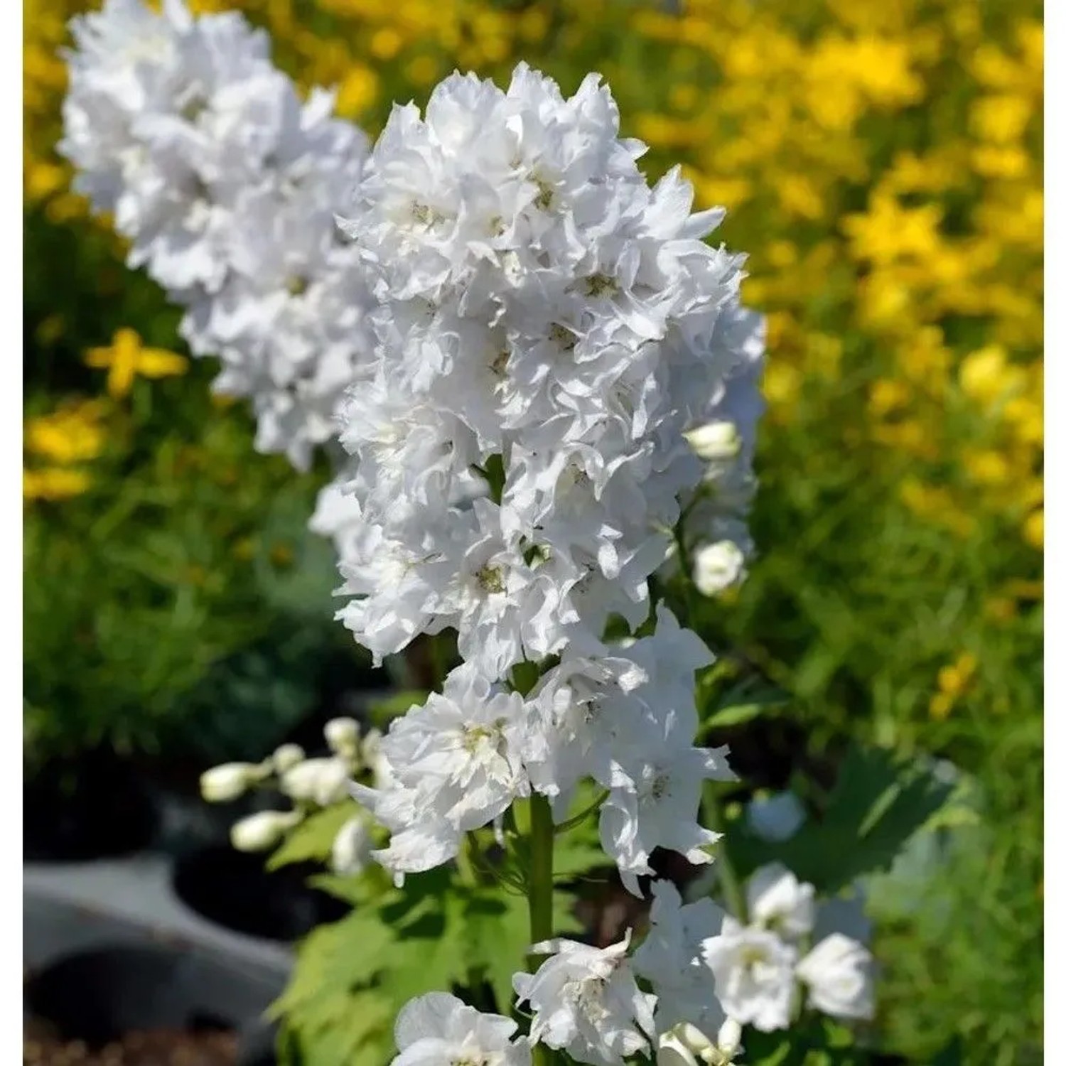Rittersporn New Millennium Green Twist - Delphinium