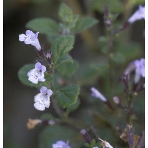 Nahaufnahme der kleinblättrigen Bergminze Blue Cloud (Calamintha nepeta) mit zarten, hellvioletten Blüten.