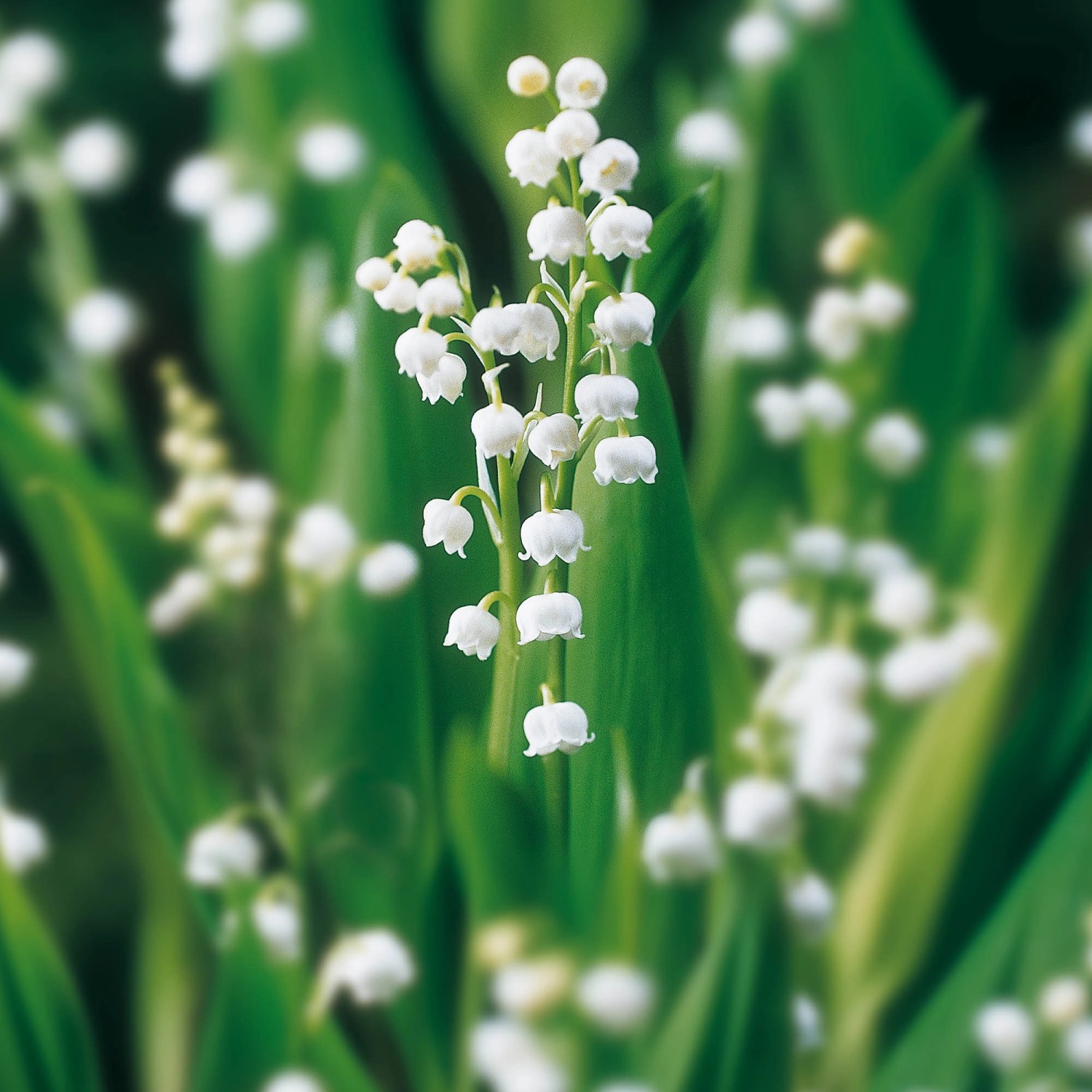 GROW by OBI Duftender Garten "Maiglöckchen" Weiß kaufen bei OBI