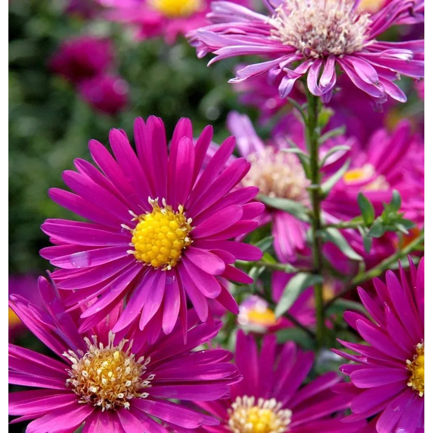 Rauhblattaster Crimson Brocade - Aster novae angliae
