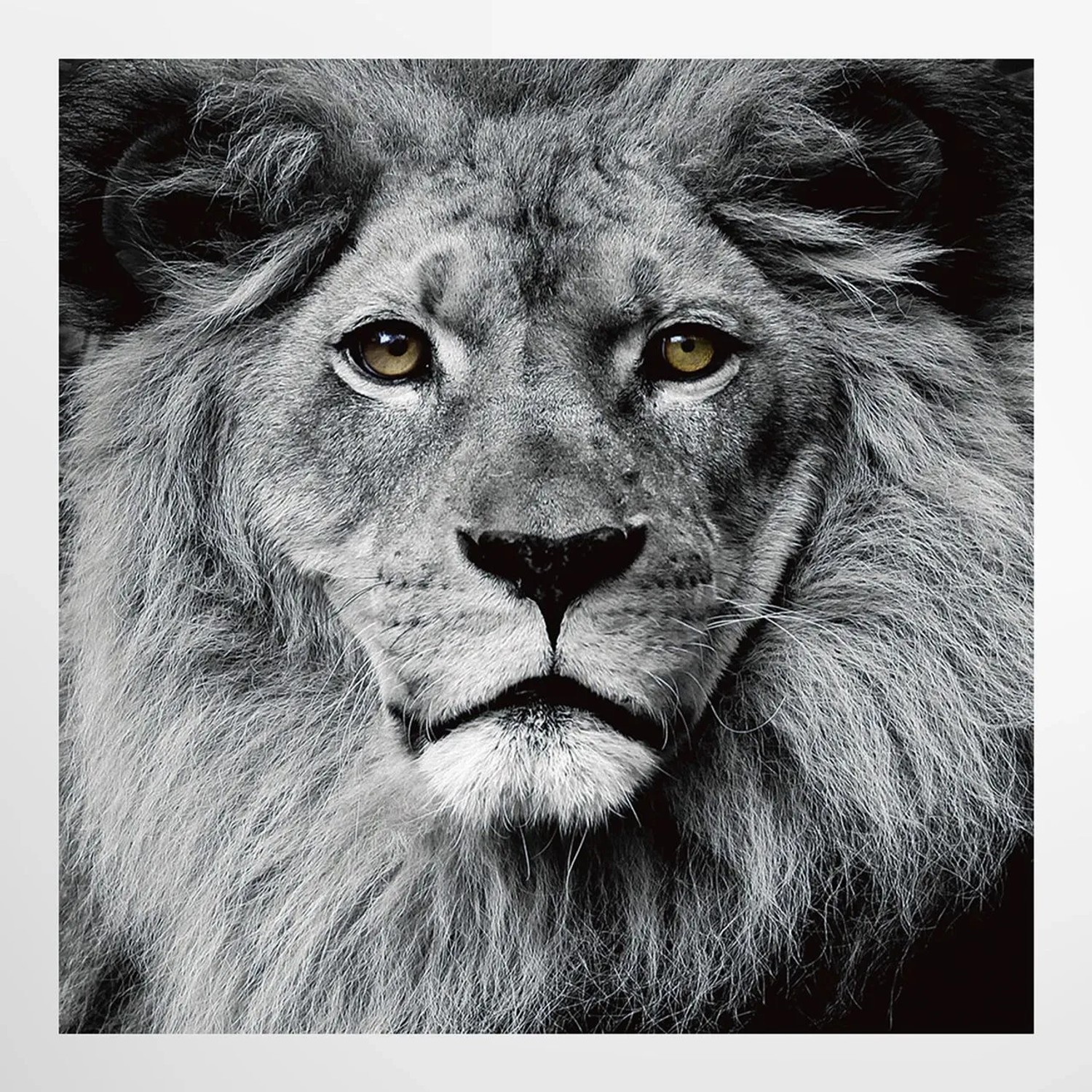 Art Universe Glasbilder Löwenkopf 80 x 80 cm