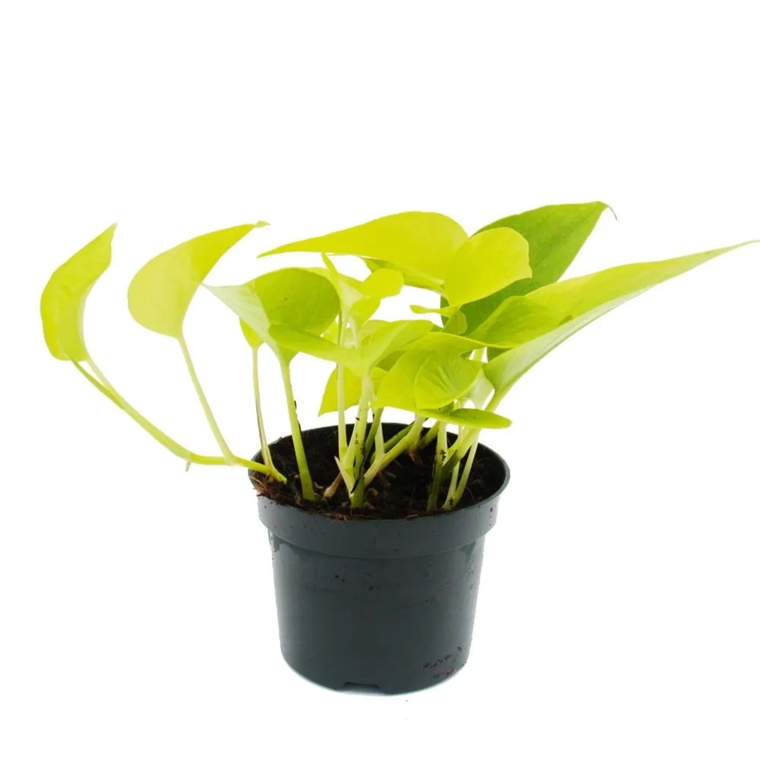 zimmerpflanzen feder Glücksfeder XL | Zamioculcas zamiifolia