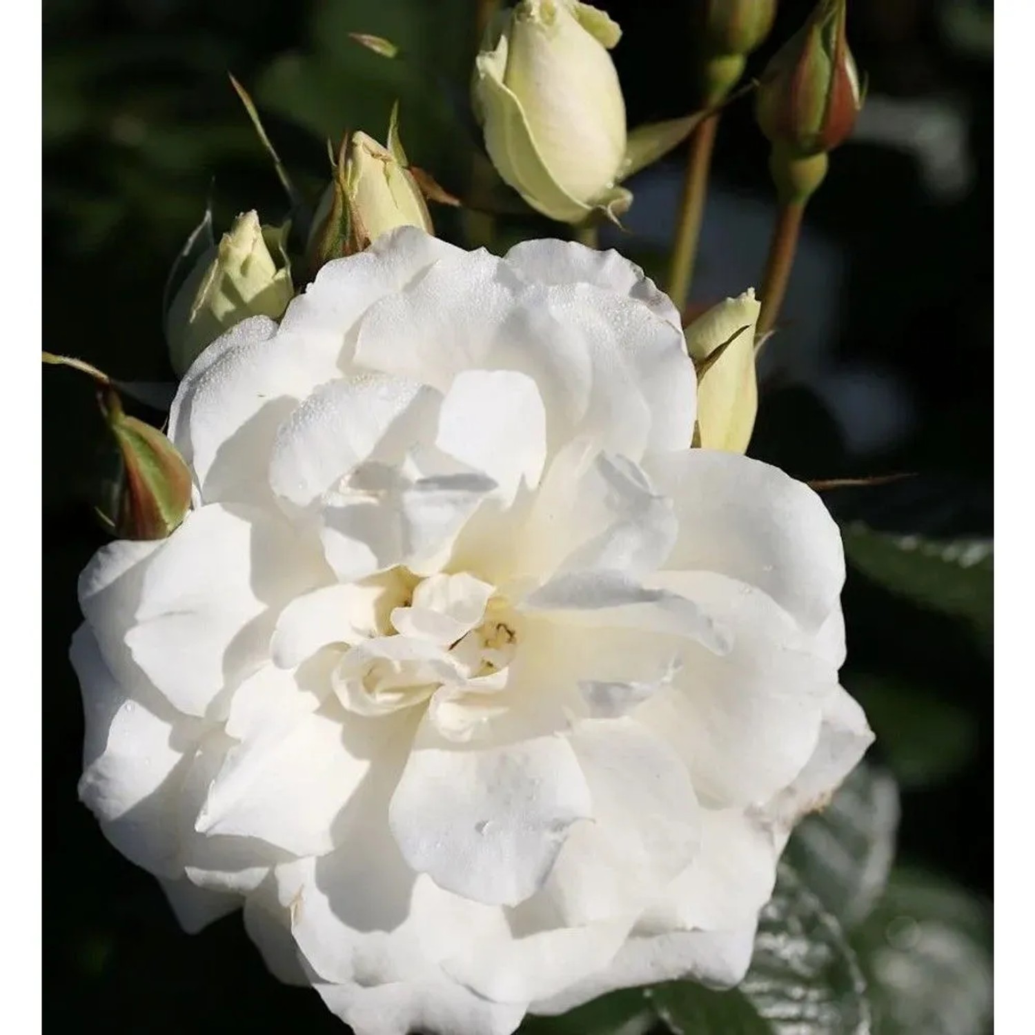 Floribundarose Princess of Wales 30-60cm