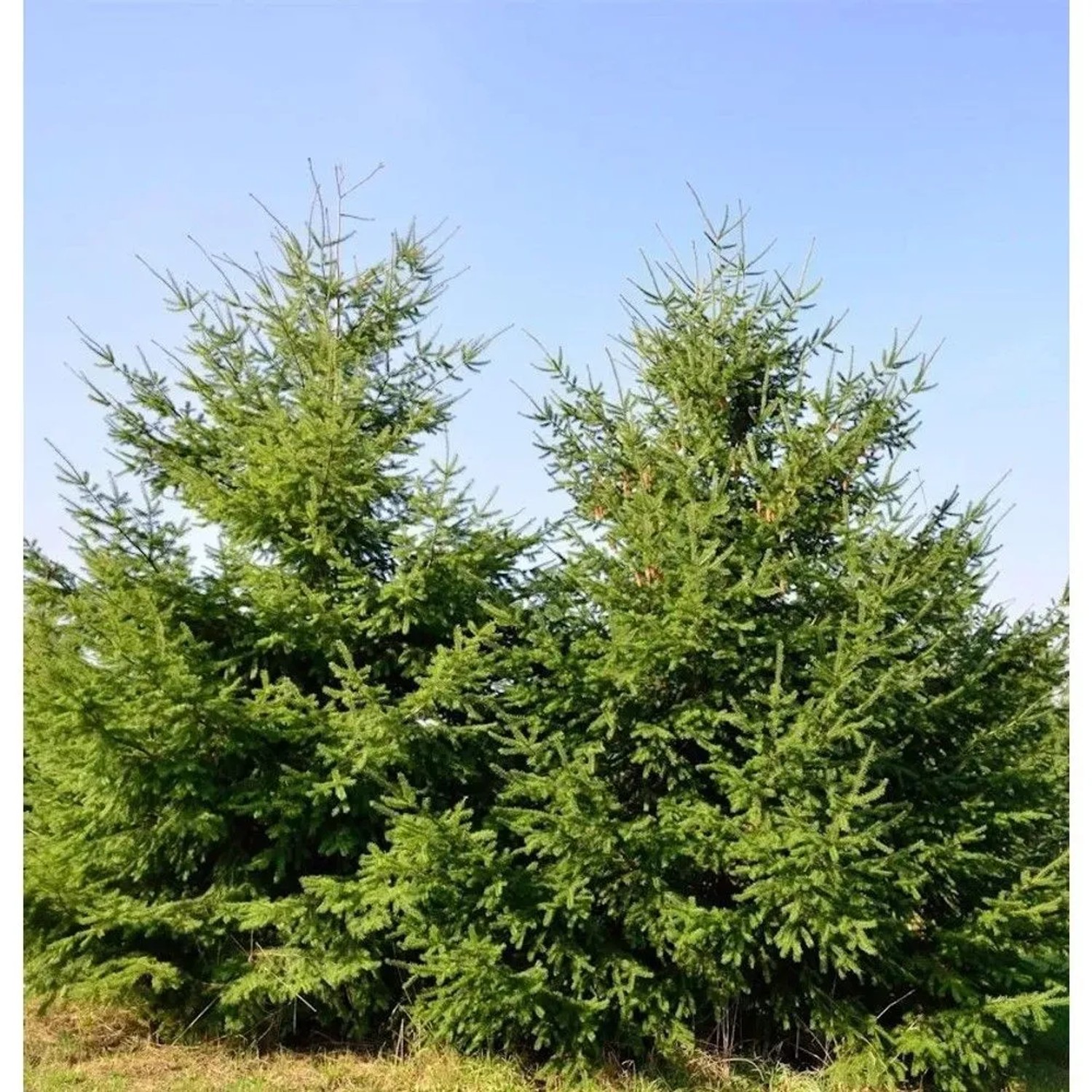 Douglasfichte 80-100cm - Pseudotsuga menziesii