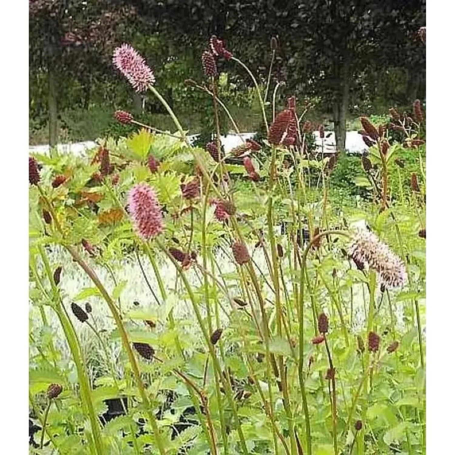 Roter Wiesenknopf - Sanguisorba menziesii