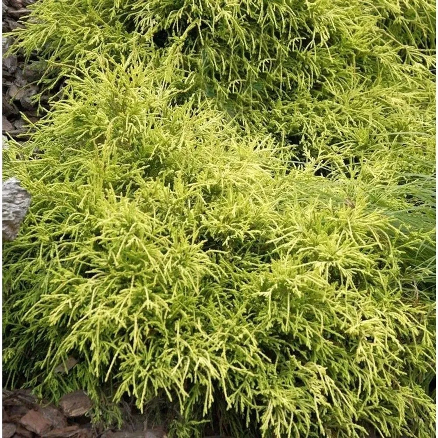 Gelbe Fadenzypresse Sungold 10-15cm - Chamaecyparis pisifera