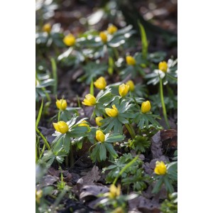 Winterling (Eranthis hyemalis) im 9x9 cm Topf, gelbe Blüten, grüne Blätter, Stauden für halbschattige Standorte.