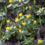 Winterling (Eranthis hyemalis) im 9x9 cm Topf, gelbe Blüten, grüne Blätter, Stauden für halbschattige Standorte.