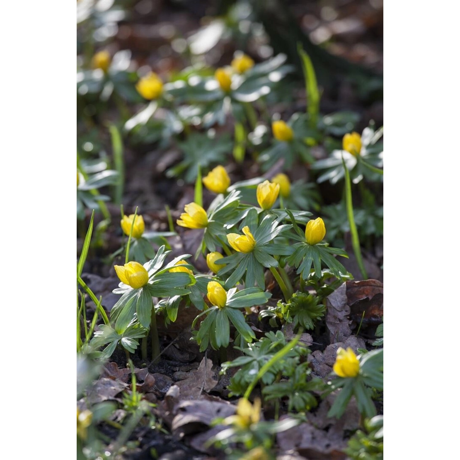 Eranthis Hyemalis Winterling Ca. 9x9 cm Topf günstig online kaufen