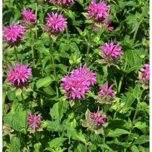 Nahaufnahme der Indianernessel 'On Parade' (Monarda fistulosa) mit pinkfarbenen Blüten und grünen Blättern.