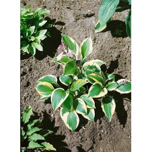 Hosta 'Twilight Funkie' im Topf, grüne Blätter mit gelbem Rand und lila Blüten. Schattenstaude für Beet und Kübel.