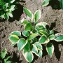 Hosta 'Twilight Funkie' im Topf, grüne Blätter mit gelbem Rand und lila Blüten. Schattenstaude für Beet und Kübel.