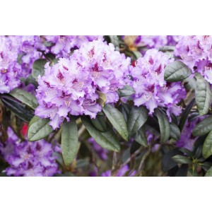 Blühender Rhododendron Blue Peter mit blauvioletten Blüten und grünen Blättern.
