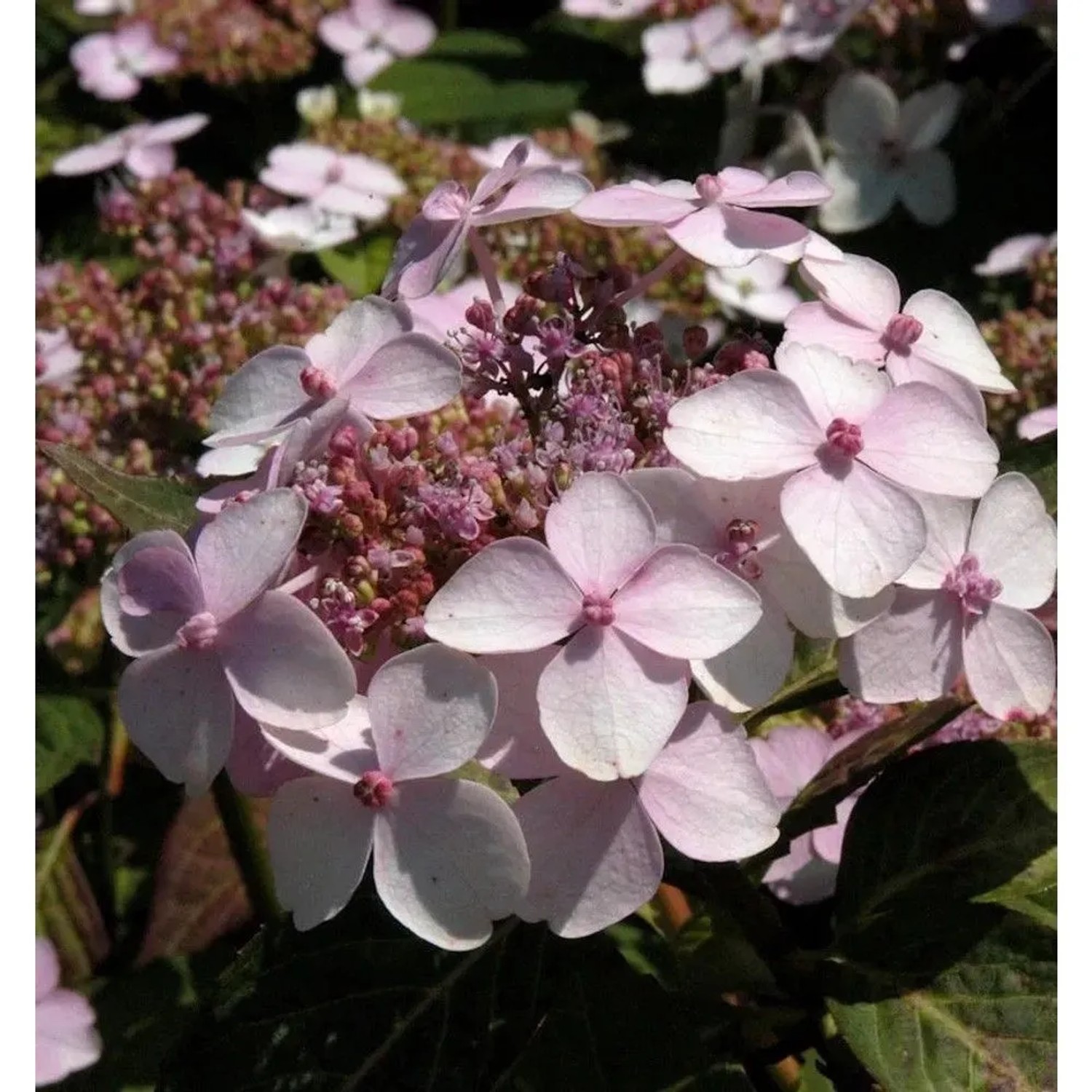 Teller Hortensie Rosalba 30-40cm - Hydrangea serrata