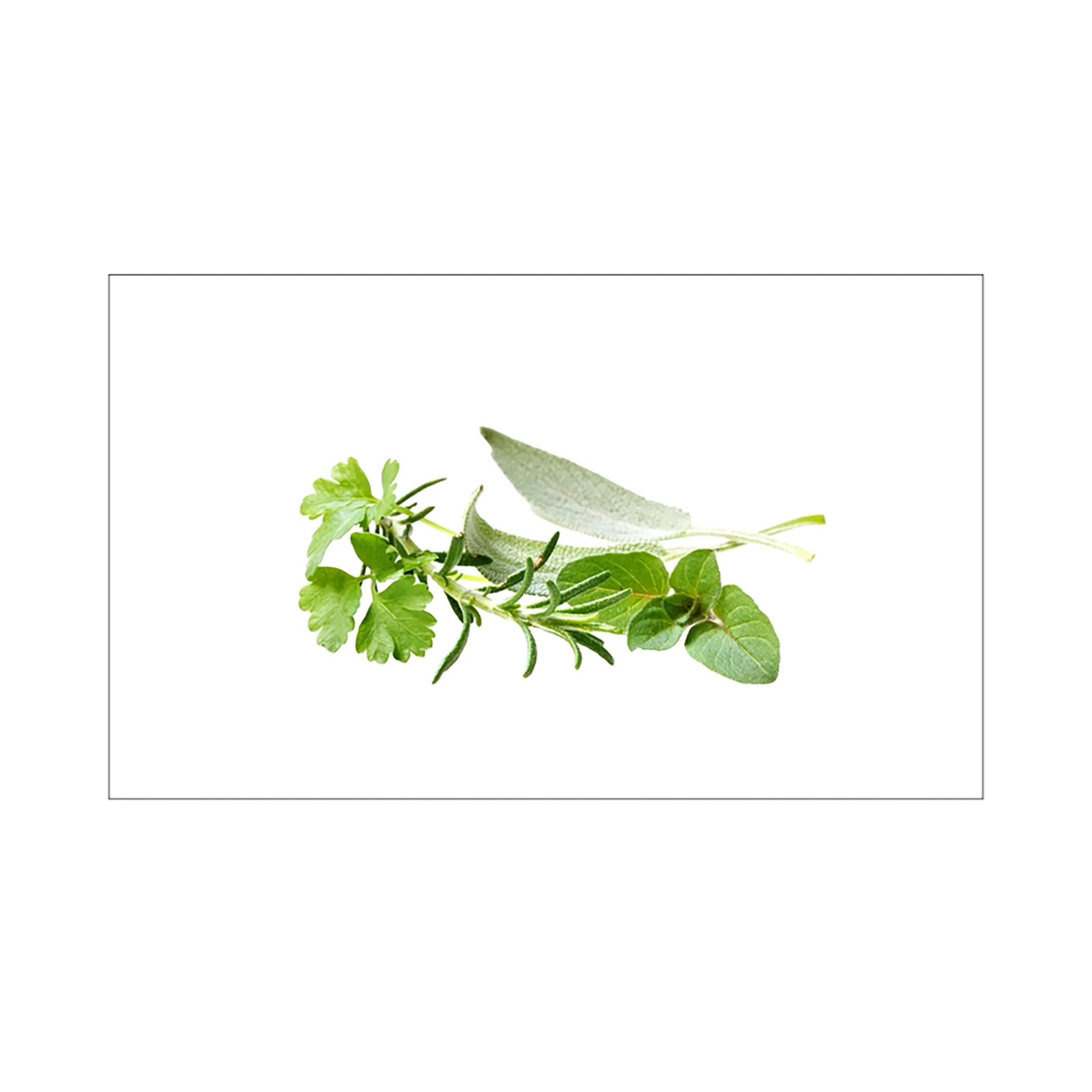 MySpotti Küchenrückwand Profix Cucina Kräuter 100 x 60 cm Grün-Weiß