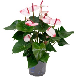 Flamingoblume 'Hotlips' im Topf, eine Anthurie mit weiß-rosa Hochblättern und grünen Blättern.